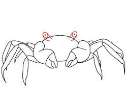 Repeat that and then draw the large pincher. How To Draw A Crab Draw Central