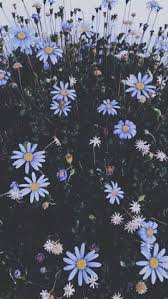 Zodiac Tumblr Sunflower Wallpaper Flower Wallpaper Flower Aesthetic