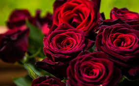 The diy is super easy to use and will have you creating a big and full bouquet of flowers in minutes. Download Wallpapers Dark Red Roses Bouquet Of Roses Red Roses Background With Roses Beautiful Dark Red Flowers For Desktop Free Pictures For Desktop Free