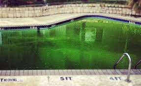 We did not find results for: How To Clear Green Pool Water In 5 Steps Pool Research