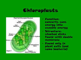 We did not find results for: Chloroplast Function Cell
