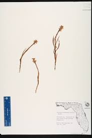 Image result for Zeuxine stammleri