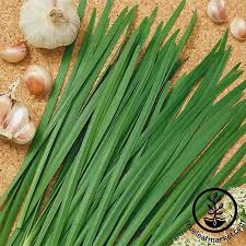 Garlic chives grow between fifteen to eighteen inches high and make a lovely flower in a border or container plant, and they also work well in the herb garlic chives germinate from seeds. Heirloom Garlic Chives Seeds Non Gmo Herb Garden Seeds Free S H