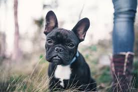Before i get into the detail on the range of what is the difference between male and female french bulldogs? Owning A French Bulldog What You Should Know