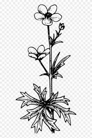 20 high quality numbers 1 10 clipart black and white in different resolutions. Buttercup Black White Line Art Tatoo Tattoo Buttercup Clipart Black And White Png Download 4758443 Pikpng