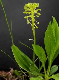 Image result for Malaxis