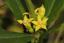 Image result for Fadogia tomentosa