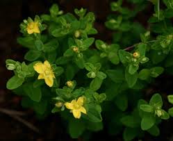 Image result for Hypericum peplidifolium