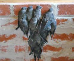 Birds and other animals often view chimneys as safe places to nest and in addition to the fire hazard nesting materials cause, birds themselves are often carriers of disease. Chirping Coming From My Chimney Certified Chimney Sweep Wi Ia Il