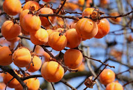 Kakis Ernten Und Lagern So Machen Sie Es Richtig