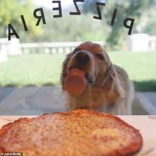 Hungry Dog Licks Restaurant Window As He Tries To Snaffle A Mouth Watering Margherita Daily Mail Online