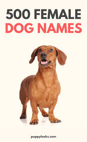 Dog names often reflect similar trends as seen with human baby names, and like baby names, dog names ebb and flow in popularity. 500 Popular Female Dog Names Puppy Leaks