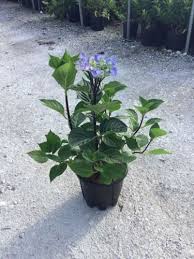 Image result for Ozoroa macrophylla