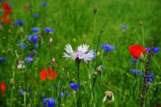 Red, White & Blue Flower Arrangements