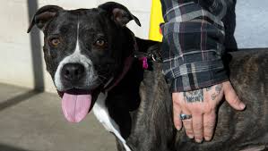 As you are thinking about adopting a baby in evansville or giving a baby up for adoption in evansville, you may be considering completing an adoption in. Vanderburgh Humane Society Waives Pet Adoption Fees For Weekend