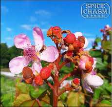 Image result for Bixa orellana