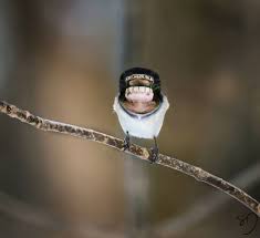 Bird With Big Mouth Big Mouth Birds My Newest Series Of Hybrid Animals Human Teeth Animals Big Mouth