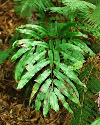 Image result for Coniogramme africana