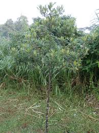 Image result for Rapanea