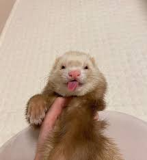 580 Ferrets Ideas Cute Ferrets Pet Ferret Funny Ferrets