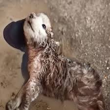 Juno was found shivering in a puddle, missing his ears and ...
