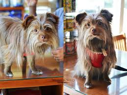 Family pet animal hospital and our veterinarians are deeply committed to delivering outstanding veterinary care for your pet and exceptional service for you. Town And Country Veterinary Hospital Apex Nc