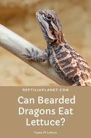 We did not find results for: Can Bearded Dragons Eat Lettuce Bearded Dragon Lizard Food Bearded Dragon Habitat