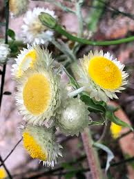 Image result for Helichrysum foetidum