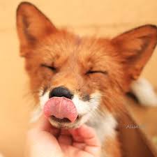 Black And Orange Fox Breed Red Fox By Alisa Fox Fox Fox Art Cute Animals