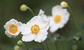 In most parts of the country, september marks the time when the temperatures begin to drop. Five Of The Top Flowers For September Express Co Uk