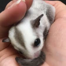 Addicted To Sugar Gliders Denver Colorado Facebook