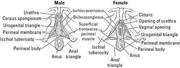 Painful lump in groin area for female or male can be worrisome. The Anatomy Of The Perineum Dummies