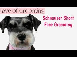 Check spelling or type a new query. How To Clip A Pet Schnauzers Face And Eyebrows Short Pet Schnauzer Grooming Youtube