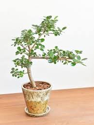 パンダガジュマル 植物栽培 パキラ ガジュマル