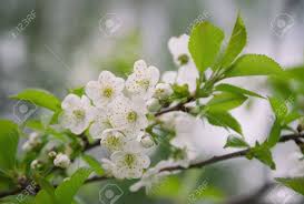 Maybe you would like to learn more about one of these? Flowering Fruit Tree With White Flowers Stock Photo Picture And Royalty Free Image Image 77812962