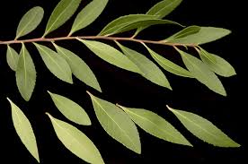 Image result for Maytenus chasei