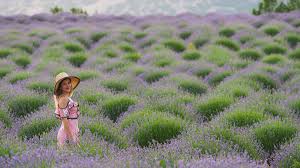Fotoğraf tutkusu farklı olanı bulmayı, az bilineni görmeyi kamçılar her zaman. Lavanta Kokulu Koy Kuyucak Isparta Biz Evde Yokuz
