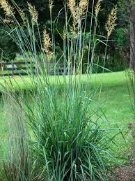 Image result for Sorghastrum