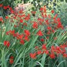 Water crocosmia once weekly so the soil remains evenly moist. Buy Montbretia Crocosmia Lucifer 12 99 Delivery By Crocus