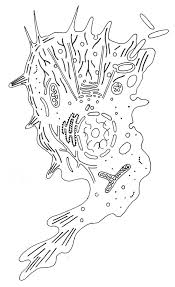 Animal cell diagram labeled black and white. Cell Structure