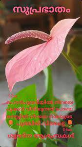 Good Morning Anthurium Images