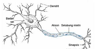 Sistem saraf merupakan suatu sistem yang mengatur kerja semua sistem organ agar dapat bekerja secara serasi. Jaringan Saraf Pengertian Jenis Fungsi Contoh Dan Gambar