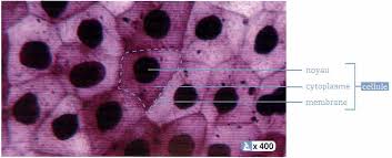 Photographie d'une mue de triton au microscope (x600) schéma d'observation d'une cellule observée au microscope. 2