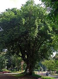 Image result for Dalbergia acutifoliolata