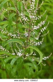 Growing lemon verbena, includes a detailed plant profile for this perennial herb, cold hardiness and tips on keeping lemon verbena alive. Lemon Verbena Lemon Beebrush Aloysia Triphylla Lippia Citirodora Aloysia Citriodora Aloysia Landscape Stock Photography Herbs