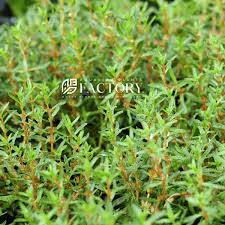 Image result for Rotala filiformis