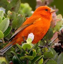 Small Black Bird With Orange Wings And Tail Pin On Birds
