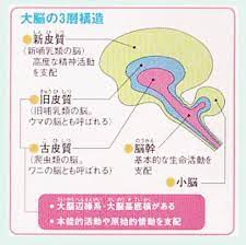 原始脳 google 検索 ブログ google検索 検索