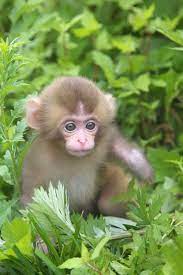 Sweet Baby Cute Baby Animals Cute Little Animals Animals Beautiful
