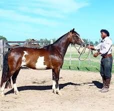The criollo horse is a breed of hardy and enduring horses that is native to argentina, uruguay, paraguay and brazil. Criollo Is A Breed Of Horse From Argentina Horses Breeds Criollo